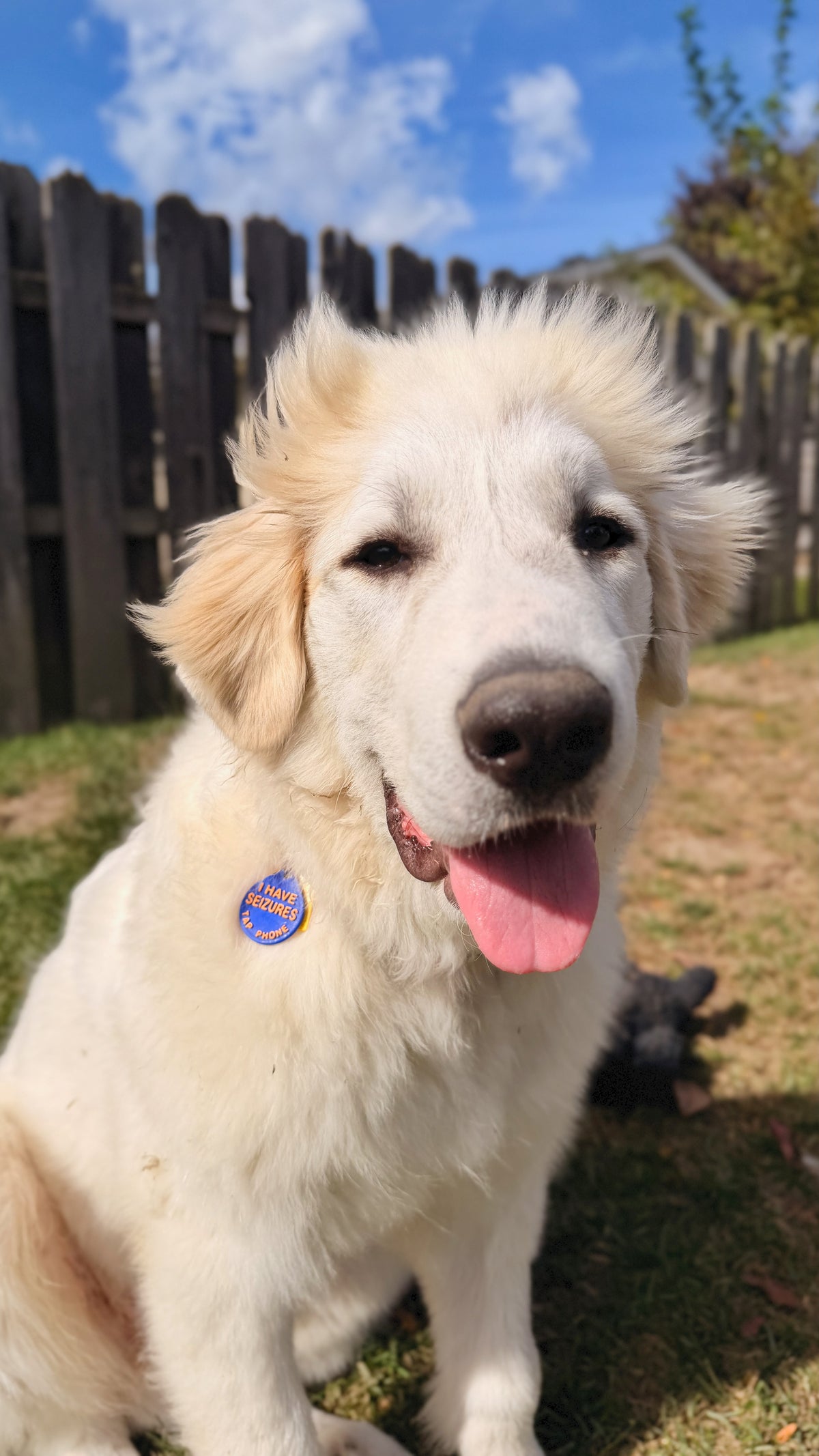 "I have seizures" NFC collar tag