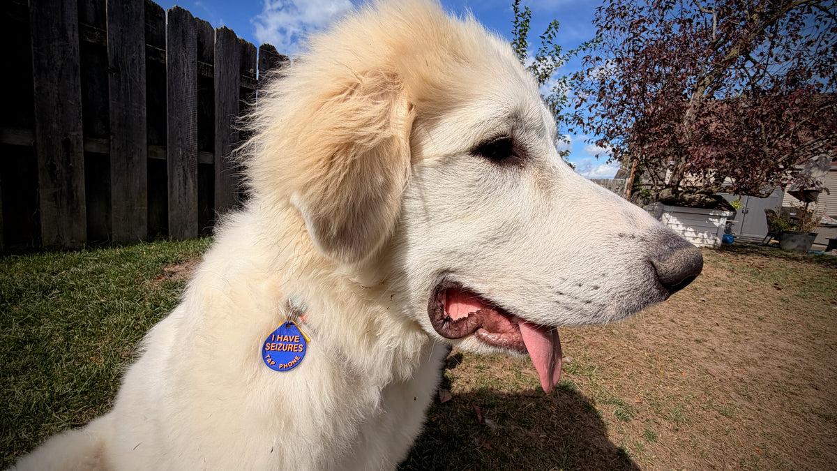 "I have seizures" NFC collar tag